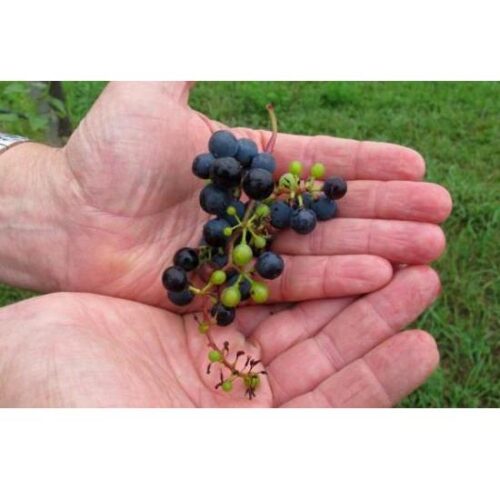 Pesticide Drift Threatens Midwestern Vineyards